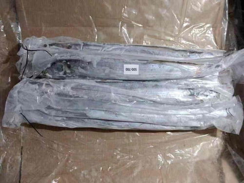 從上海進口帶魚需要準備什么資料